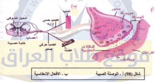 الوصلة العصبية